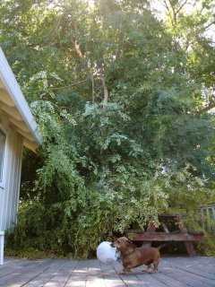 self-trimming Russian elm